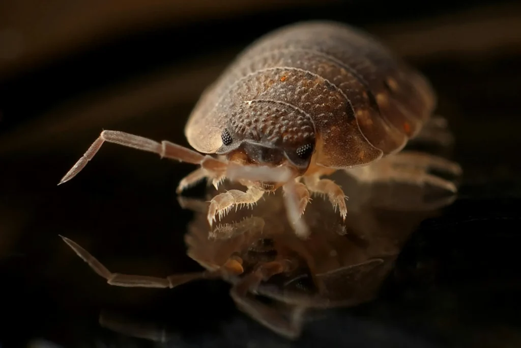 Bed-Bug-Treatment - Cliffside Park Exterminator Pros | Cliffside Park, NJ | 551-304-7588