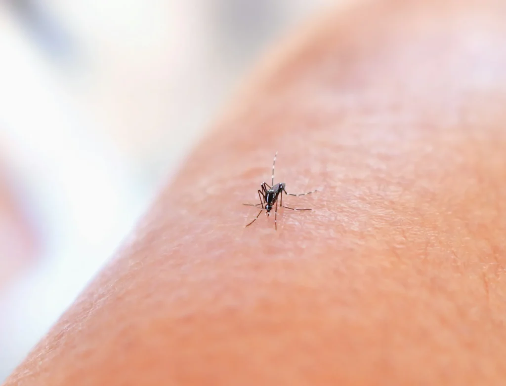 Mosquito Control - Cliffside Park Exterminator Pros | Cliffside Park, NJ | 551-304-7588